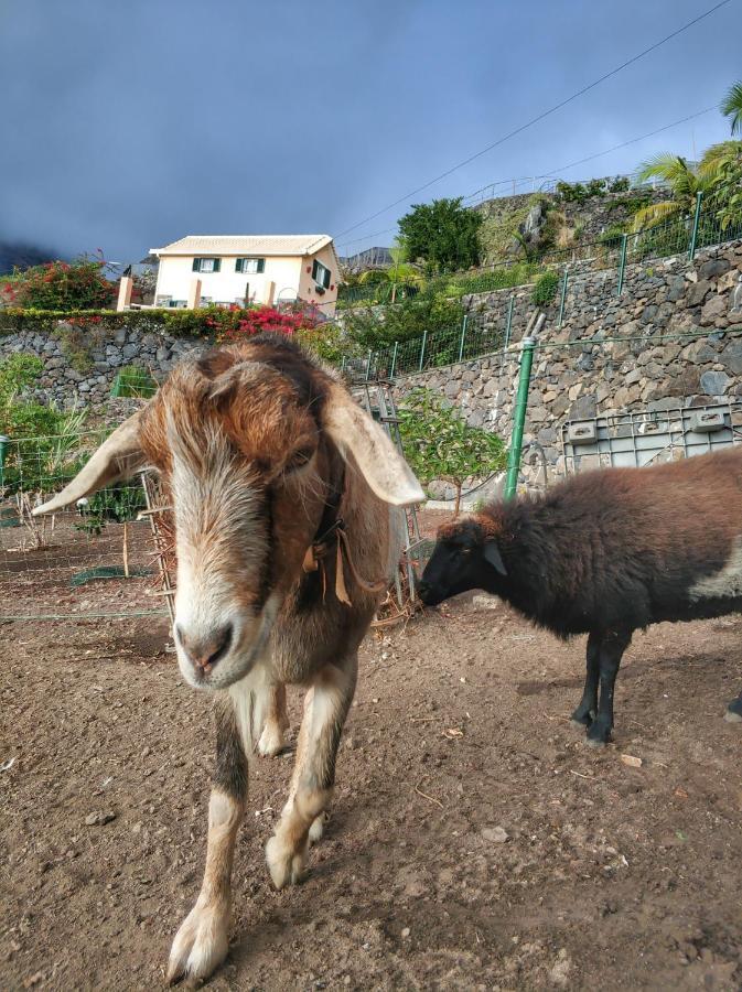 Quinta Terezinha Villa Ribeira Brava Luaran gambar